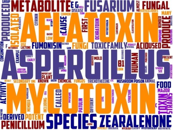 Mycotoxicology Wordart Wallpaper